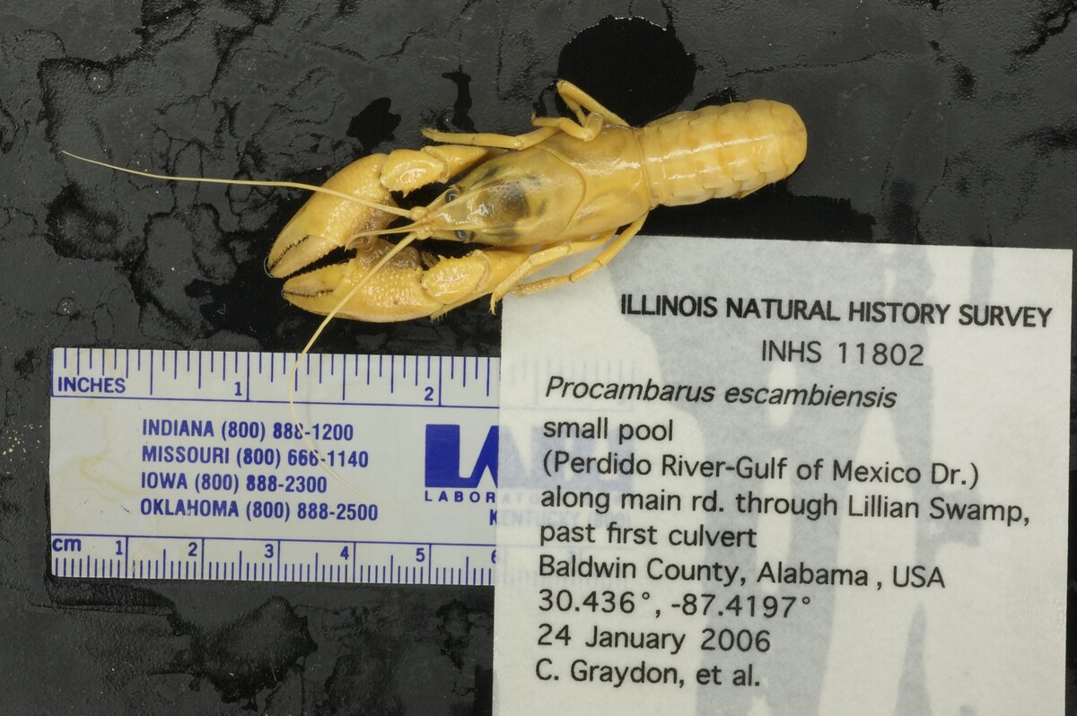 Procambarus escambiensis image